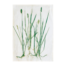 Södahl | Botanicals Geschirrtuch Grass 50 x 70 cm